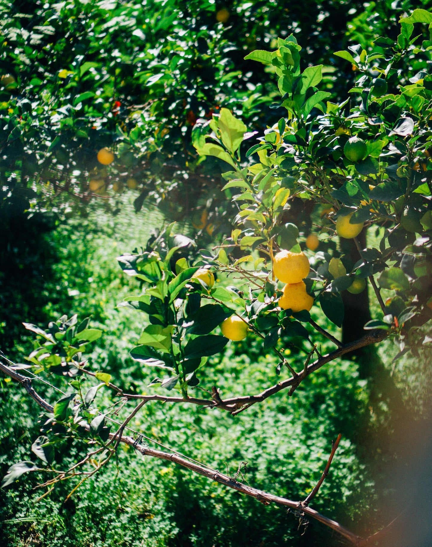 Grove | Italian Lemon, Fresh Basil & Peppermint Essential Oil Candle for Clarity & Fresh Energy