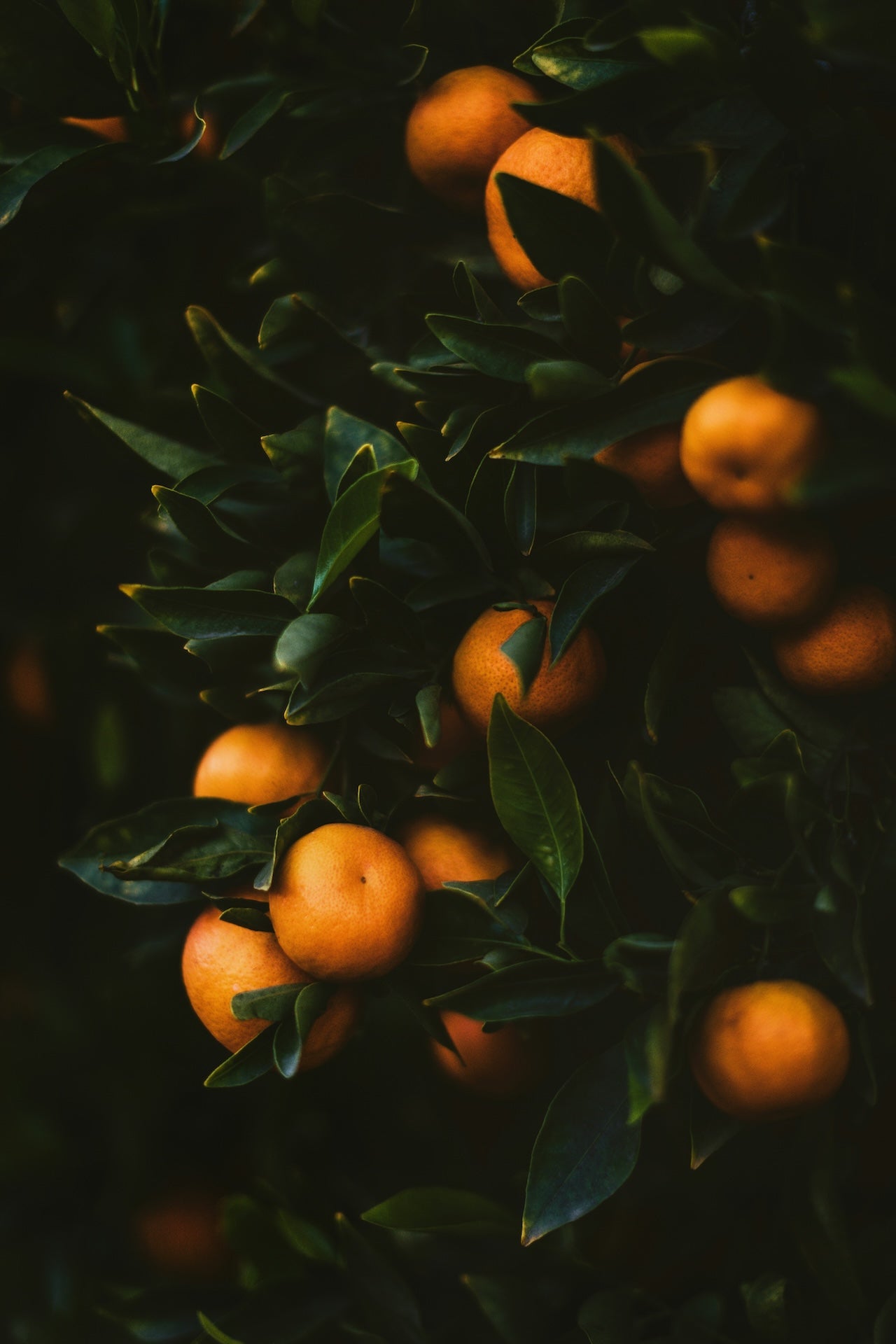 North | Sweet Orange, Clove & Rosemary Essential Oil Candle for Clarity & Warm Focus
