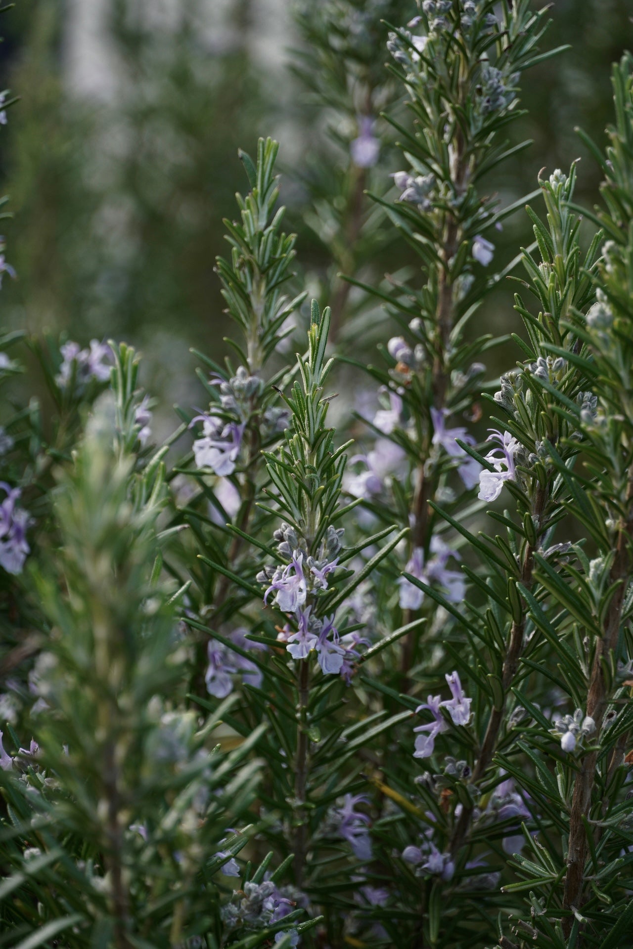North | Sweet Orange, Clove & Rosemary Essential Oil Candle for Clarity & Warm Focus