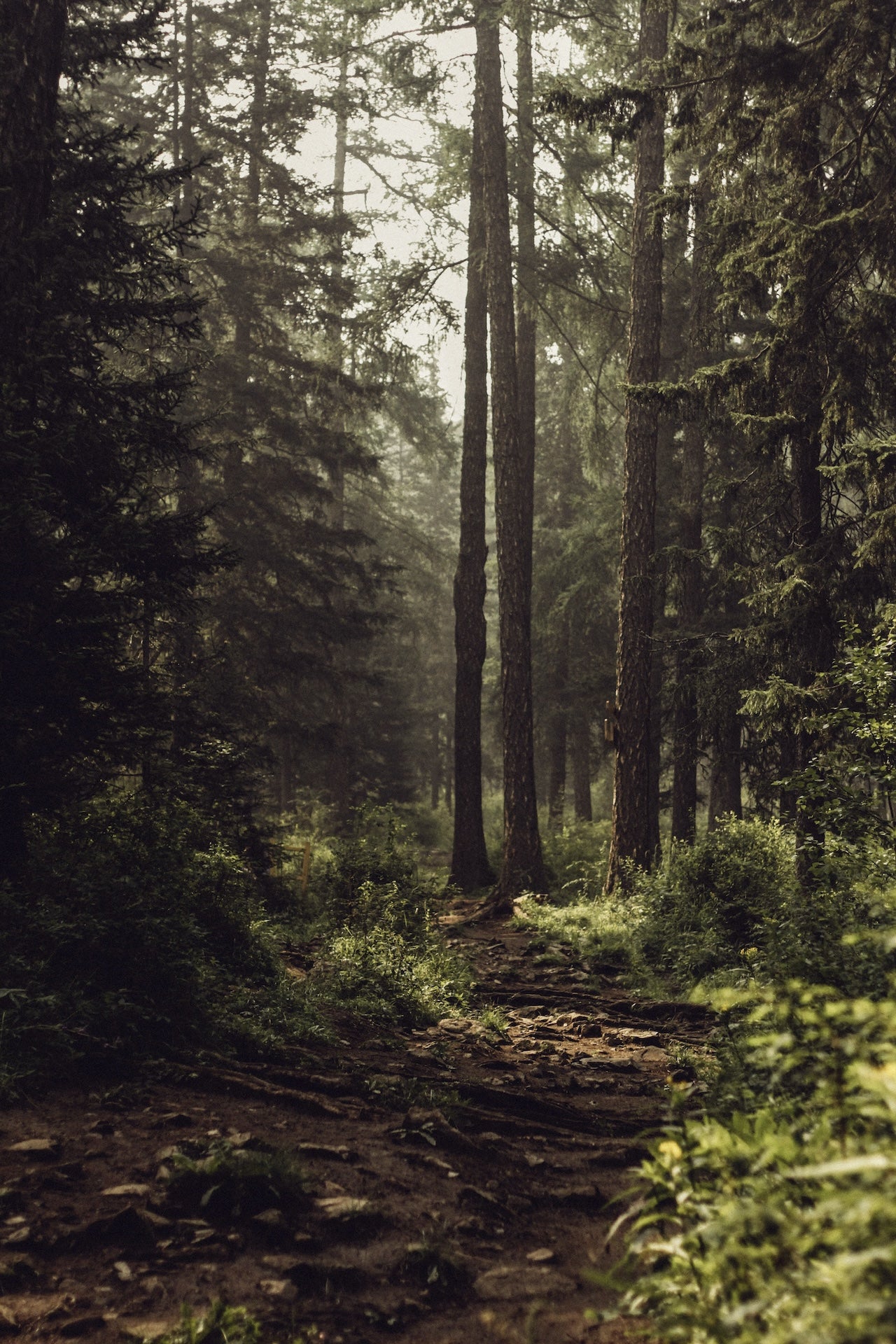 Wander | Scotch Pine, Black Spruce & Fir Needle Essential Oil Candle for Grounding & Forest Escape